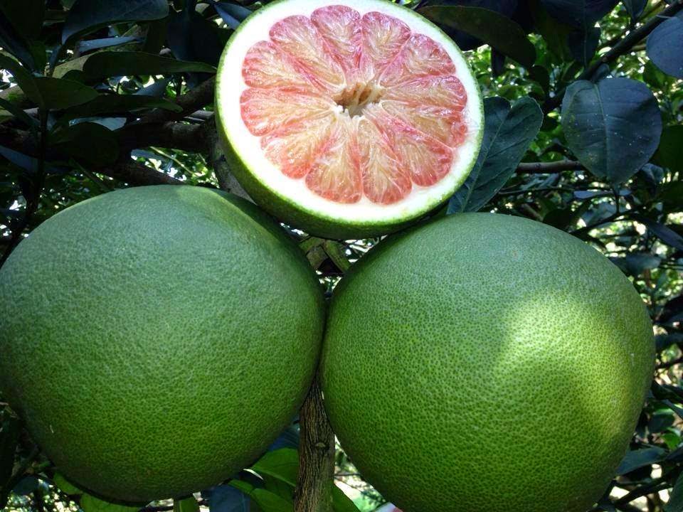 Fresh Pomelo