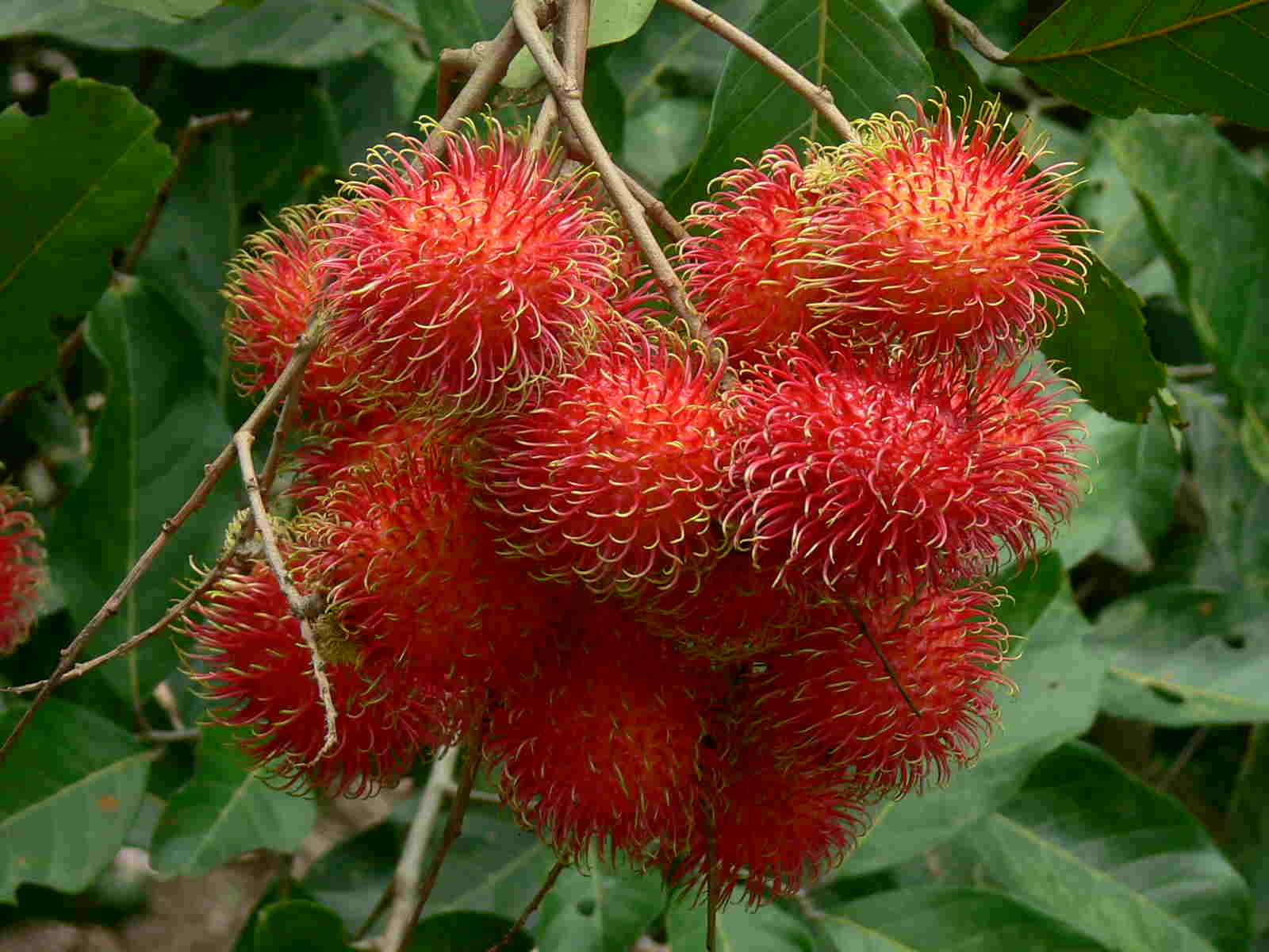 Fresh Rambutan