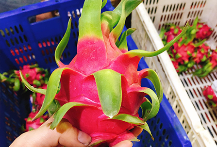 Vietnamese Dragon Fruit